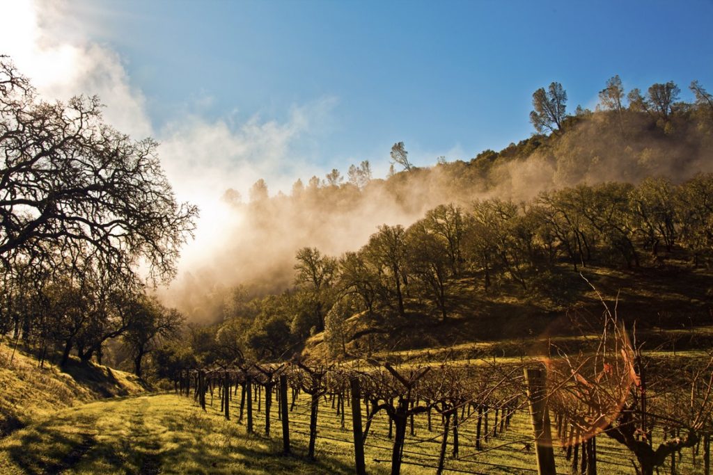 Visit These Black-Owned Wine Vineyards This Summer